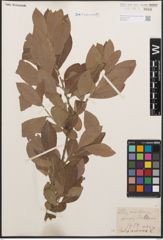 Foto von Salix cinerea L.